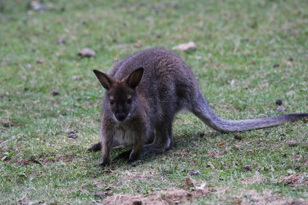 Bennett wallaby, kangoeroe — Stockfoto
