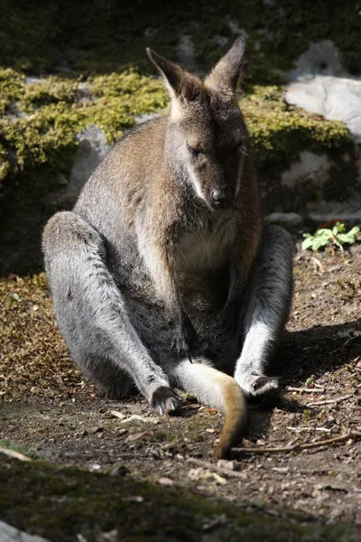Bennett Wallaby, canguro — Foto de Stock