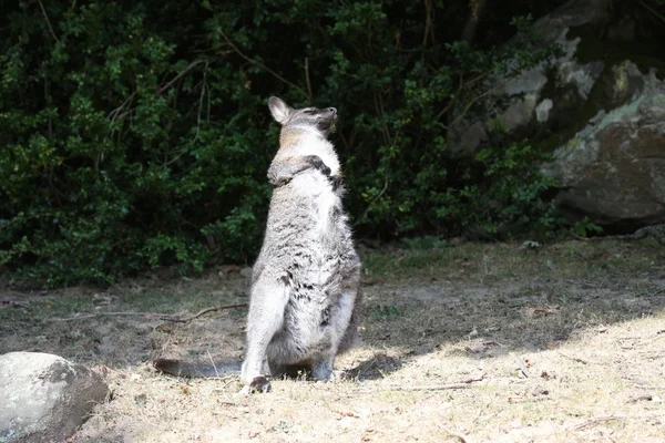 Bennett Wallaby, Cangurul — Fotografie, imagine de stoc