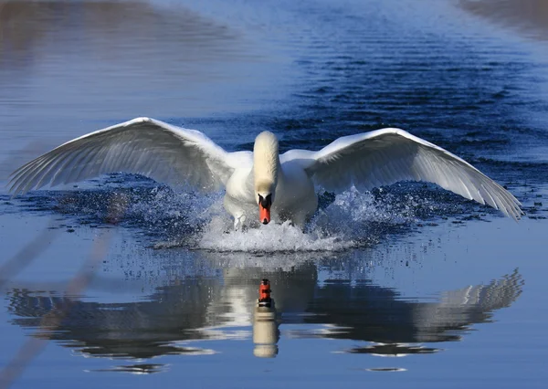 Attacco del cigno — Foto Stock