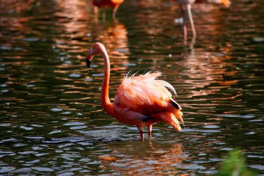 güzel flamingo