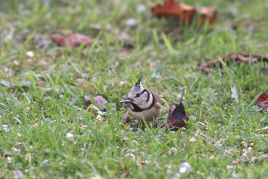 Titmice, Tit clipart