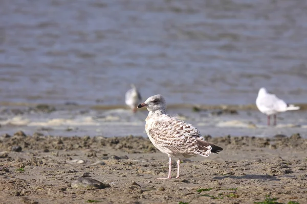 Young Gull, seagull — Stock Photo, Image
