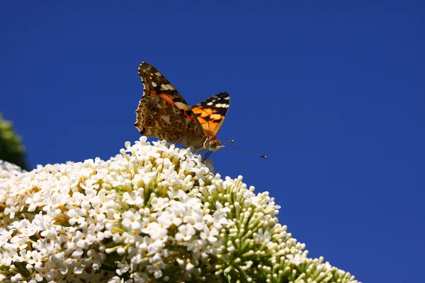 Butterfly cynthia cardui, la belle dame — Stockfoto