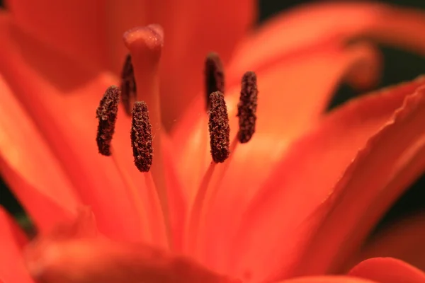 Blomma lilly — Stockfoto
