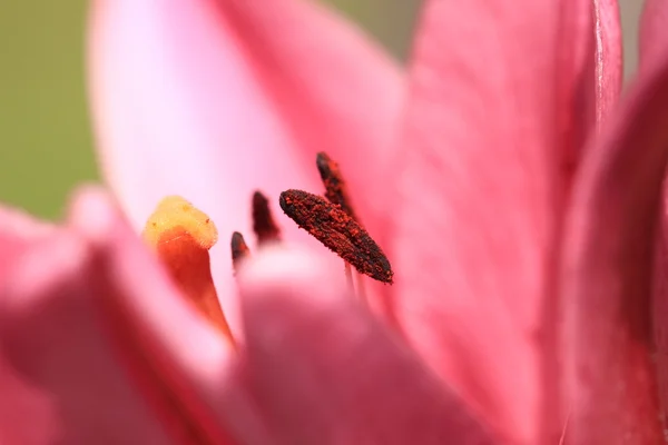 Květina lilly — Stock fotografie