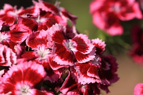 stock image Sweet William