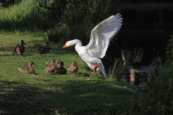 Weiße Gänse und Enten — Stockfoto