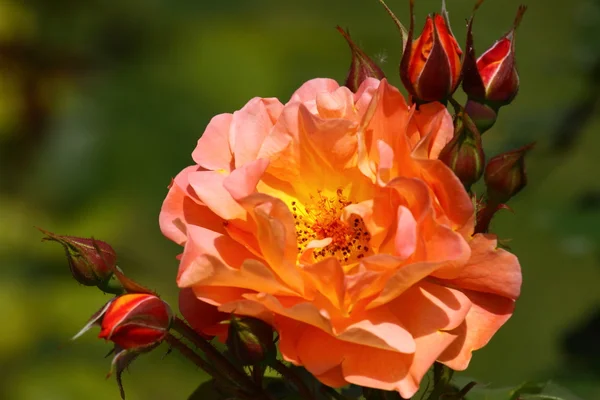 Jardín de rosas — Foto de Stock
