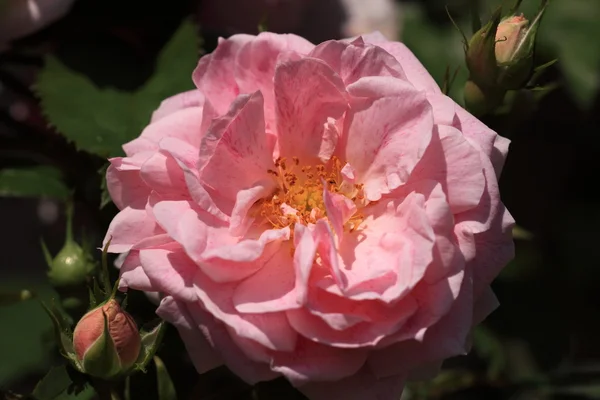 Jardín de rosas —  Fotos de Stock