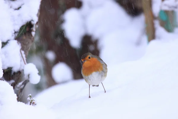 Robin in the snow — Stock Photo, Image