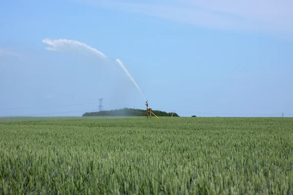 El riego de los campos de trigo en verano — Foto de Stock