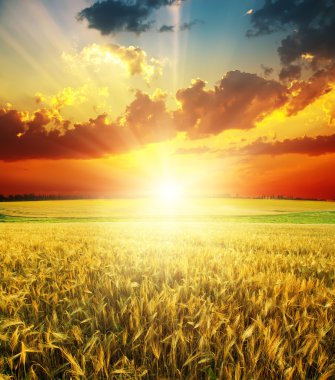 Good red sunset over golden field clipart