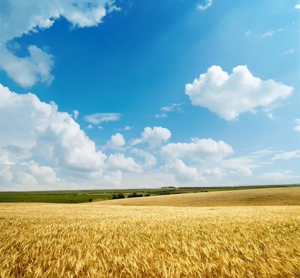Bulutlu gökyüzü altında altın hasat — Stok fotoğraf