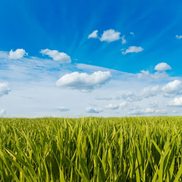 Zielona trawa w pochmurne niebo — Zdjęcie stockowe