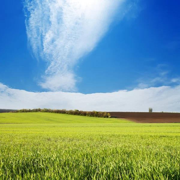 Campo com grama verde sob céu nublado — Fotografia de Stock