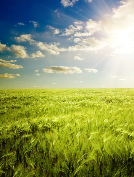 Puesta de sol sobre campo verde agrícola —  Fotos de Stock