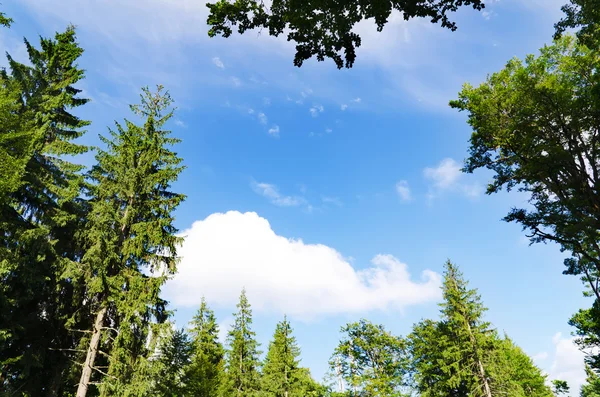 ป่าสนใต้ท้องฟ้าสีฟ้าเมฆในภูเขา — ภาพถ่ายสต็อก