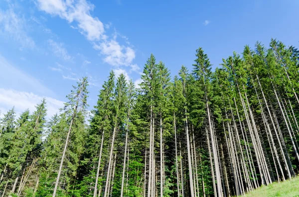 Pădure de pin sub cerul albastru înnorat în munte — Fotografie, imagine de stoc