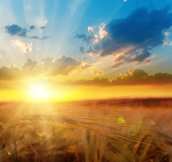 大麦とフィールドの上の黄金の夕日 — ストック写真