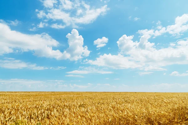 Bulutlu gökyüzü altında buğday alanı — Stok fotoğraf