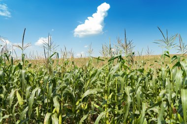 Field with maize under blue sky and clouds clipart