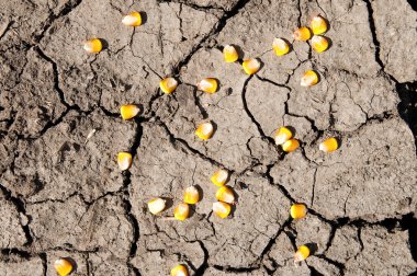 Dry cracked earth and maize over it clipart