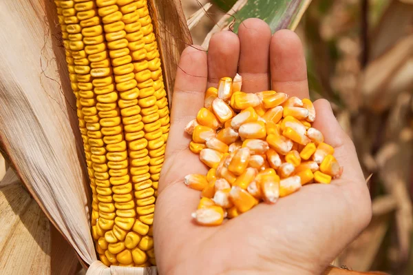 Kukurydza w ręku na pole — Zdjęcie stockowe