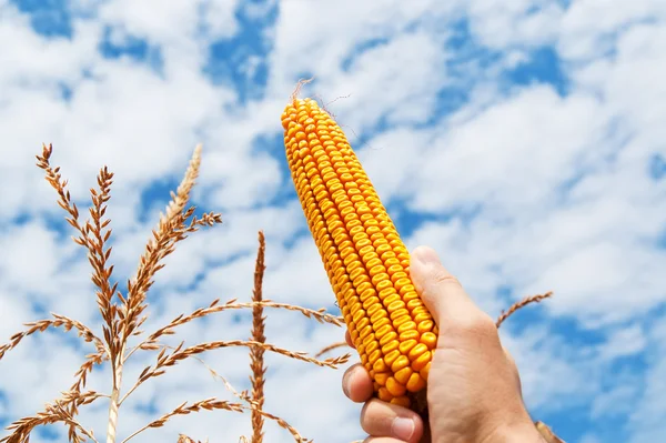 Золотая кукуруза в руке над полем — стоковое фото