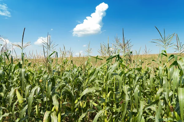 Veld met maïs onder de blauwe hemel en wolken — Stockfoto