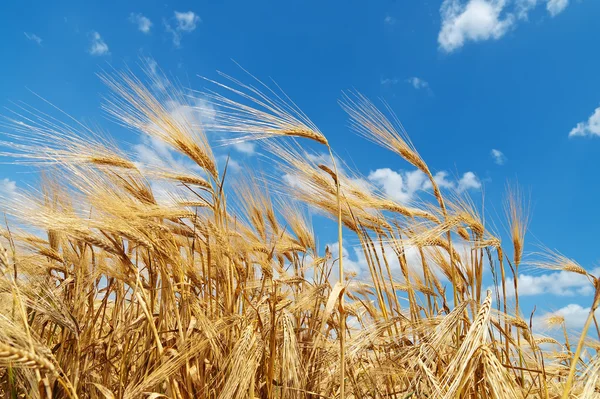 Золотые колосья пшеницы под голубым небом — стоковое фото