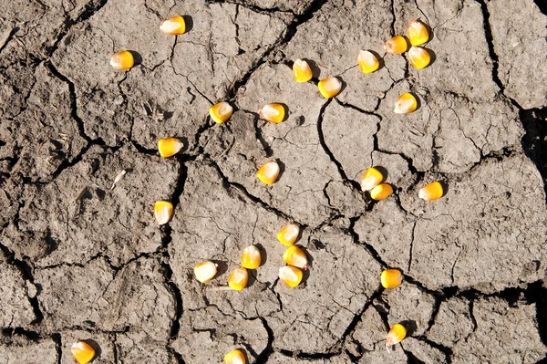 Terra rachada seca e milho sobre ela — Fotografia de Stock