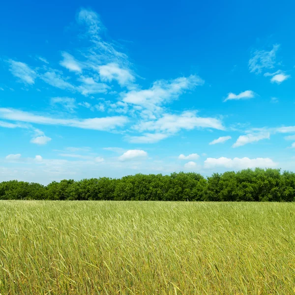 Fält med gröna korn under molnig himmel — Stockfoto