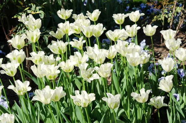 Белые тюльпаны в парке — стоковое фото