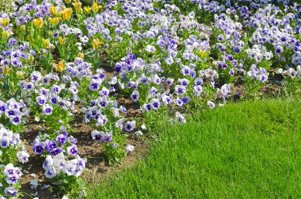 푸른 잔디와 꽃 — 스톡 사진