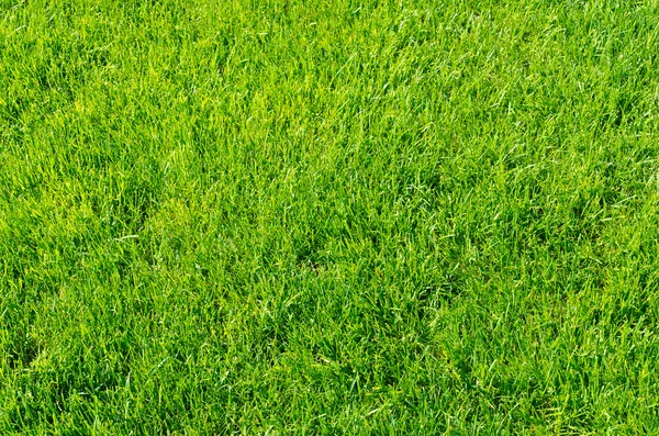 Grama verde como fundo — Fotografia de Stock