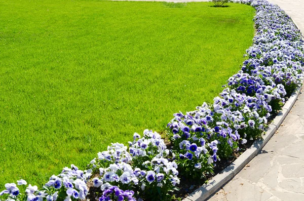 Park design med blommor — Stockfoto