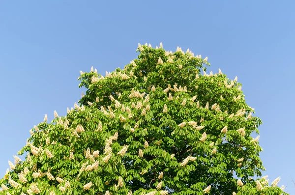 Blossom of horse-chestnut tree — Stock Photo, Image