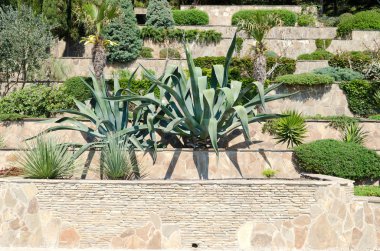 agave tropikal Bahçe