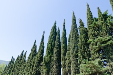 Cypress trees clipart