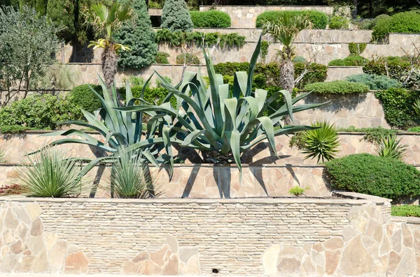 Giardino tropicale con agave — Foto Stock