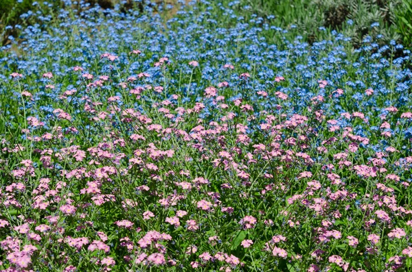 파란색과 보라색 꽃 — 스톡 사진