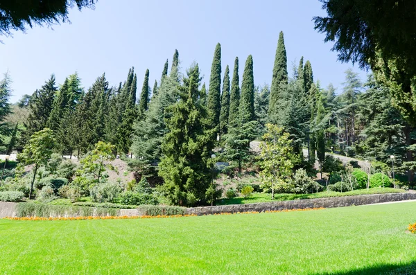 Zielony park z drzewami i trawą — Zdjęcie stockowe
