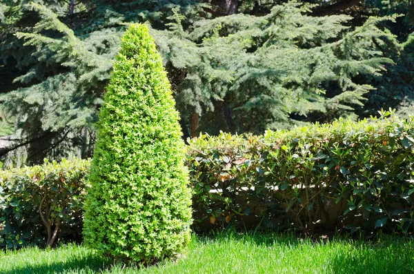 Green park with little pyramid of bush — Stock Photo, Image