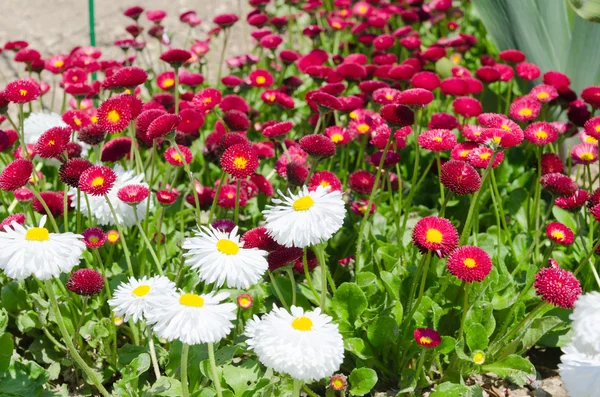 Blumenbeet mit roten und weißen Blumen — Stockfoto