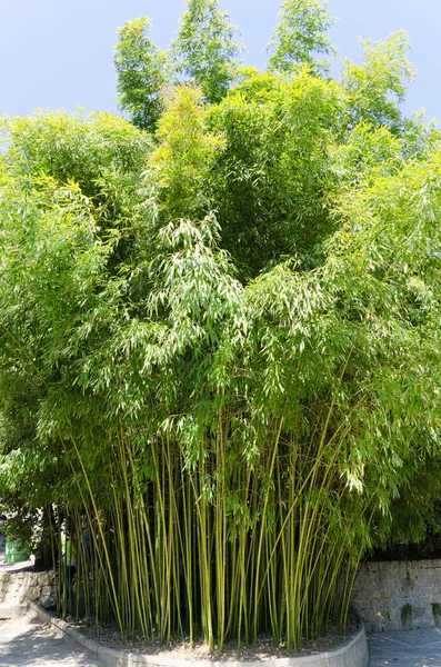 绿色竹 — 图库照片