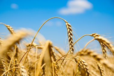 Close up of ripe wheat ears against sky