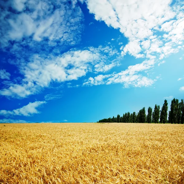 Golden field under cloudy sky — Stock Photo, Image