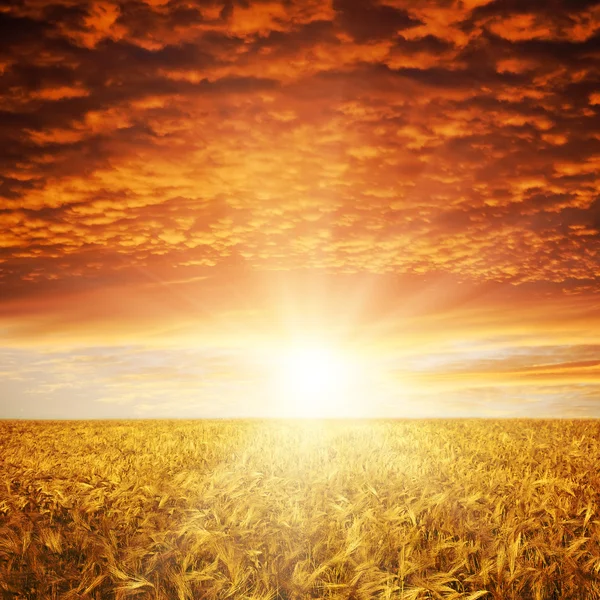 Golden sunset over wheat field — Stock Photo, Image