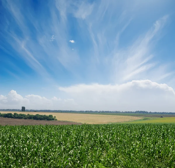 Зеленое кукурузное поле — стоковое фото